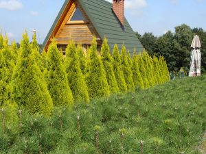 THUJA_occidentalis_Golden_Smaragd_001