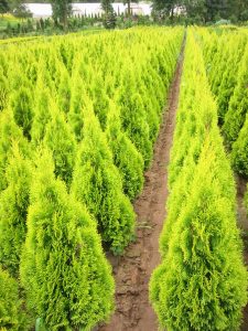 THUJA_occidentalis_Golden_Smaragd_0017