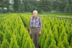 THUJA_occidentalis_Golden_Smaragd_0025