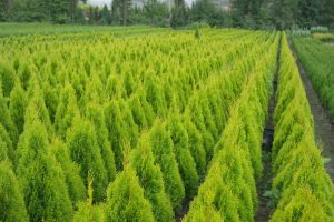 THUJA_occidentalis_Golden_Smaragd_0026