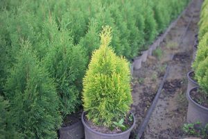 THUJA_occidentalis_Golden_Smaragd_0027