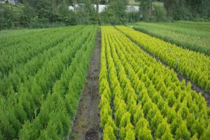 THUJA_occidentalis_Golden_Smaragd_0028