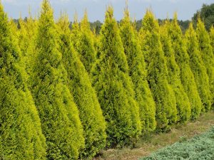 THUJA_occidentalis_Golden_Smaragd_004