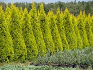 THUJA_occidentalis_Golden_Smaragd_005