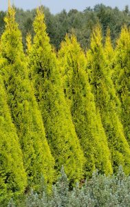 THUJA_occidentalis_Golden_Smaragd_006