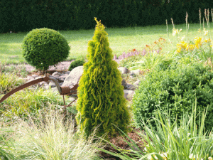 THUJA_occidentalis_Golden-Smaragd_38