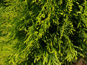 THUJA_occidentalis_Golden-Smaragd_39