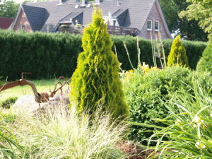 THUJA_occidentalis_Golden-Smaragd_42