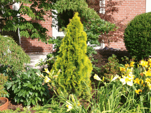 THUJA_occidentalis_Golden-Smaragd_48