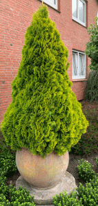 THUJA_occidentalis_GoldenSmaragd100