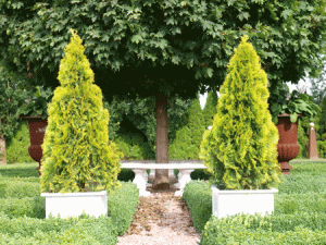 THUJA_occidentalis_GoldenSmaragd60
