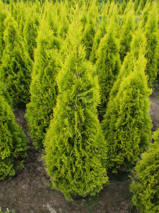 THUJA_occidentalis_GoldenSmaragd7